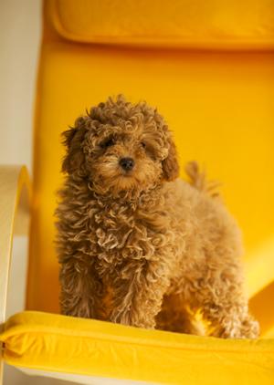 野生鹿を原料にしたドッグフードの凄さ