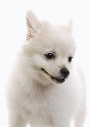 小型犬用の安心できる国産ドッグフード