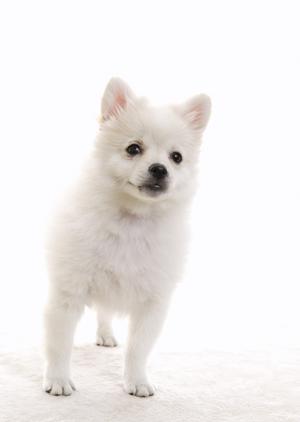 東区でどのような動物病院が良いのか