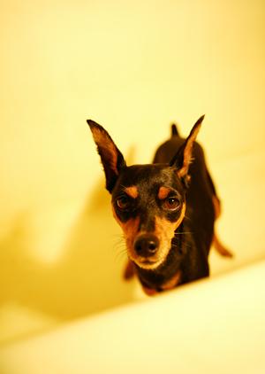 信頼と安心の土日祝日対応！アサンテのシロアリ駆除サービスの詳細と特徴