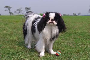 犬の世話が出来なくて困っているなら