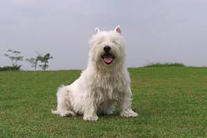 安心・安全なペット輸送を実現するための完全ガイド：サービス選びから移動中のケアまで