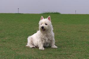 ペットの引越しを成功させるための完全ガイド：ストレスを減らす方法とおすすめサービス紹介