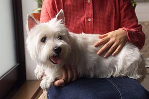 大切な犬や猫を守るならペット保険が最適