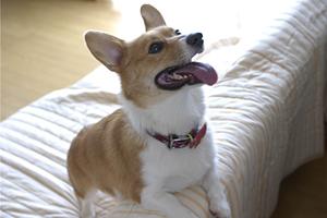 江戸川区の柴犬に詳しいペットショップ