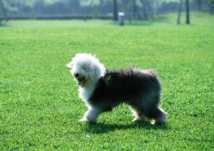 鹿児島市周辺でペット葬儀が必要ならば