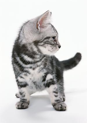 杉並区の動物病院できれいにトリミング