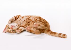 うさぎの治療ができる金沢の病院