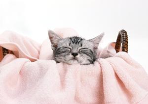 ビションフリーゼのブリーダーならここで