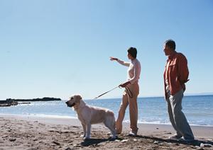 ブリーダー育成の豆柴を買うならこちら