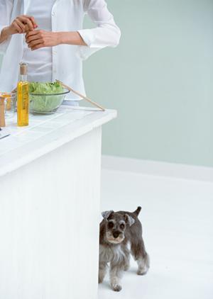 シロアリ駆除ならアサンテ ? 即日対応と土日祝日も受付の安心サービス